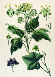 Tablica botaniczna, roślina trująca i lecznicza: bluszcz pnący lub bluszcz pospolity (Hedera helix) autorstwa Unbekannter Künstler