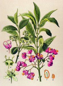 Tablica botaniczna, roślina trująca: Węgiel drzewny (Euonymus europaeus) autorstwa Unbekannter Künstler