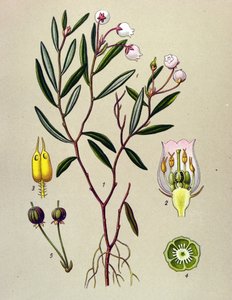 Tablica botaniczna, roślina jadowita (toksyczna): Andromeda ma liście polonu (Andromeda polifolia) autorstwa Unbekannter Künstler