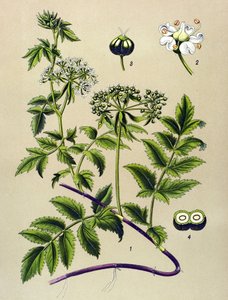 Tablica botaniczna, roślina żylna (toksyczna): Berle (Berula angustifolia) autorstwa Unbekannter Künstler