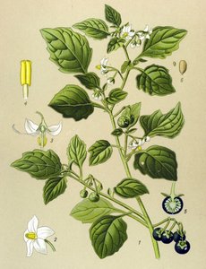 Tablica botaniczna, roślina żylna (toksyczna): Czarna jagoda (Solanum nigrum) autorstwa Unbekannter Künstler