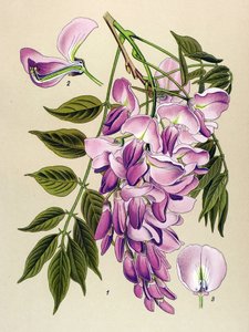 Tablica botaniczna, roślina jadowita (toksyczna): glicyna chińska (Wisteria chinensis) autorstwa Unbekannter Künstler