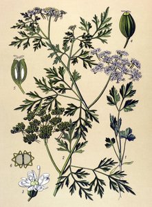Tablica botaniczna, roślina jadowita (toksyczna): Pietruszka psia lub pietruszka fałszywa (Aethusa cynapium) autorstwa Unbekannter Künstler