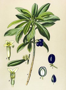 Tablica botaniczna, roślina żylna (toksyczna): Laurel (Daphne Laureola) autorstwa Unbekannter Künstler