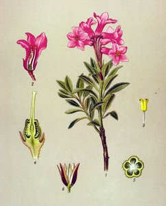 Tablica botaniczna, roślina żylna (toksyczna): Rhododendron cilie (Rhododendron hirsutum) autorstwa Unbekannter Künstler