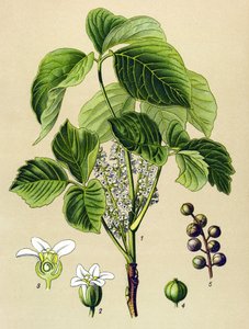 Tablica botaniczna, roślina żylna (toksyczna): sumak pnący (Rhus toxicodendron) autorstwa Unbekannter Künstler