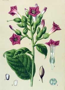 Tablica botaniczna, roślina żylna (toksyczna): tytoń ozdobny (Nicotiana tabacum) autorstwa Unbekannter Künstler