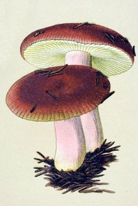 Tablica botaniczna z toksycznym grzybem (żylnym): Russula wymiotna (Russula emetica) autorstwa Unbekannter Künstler