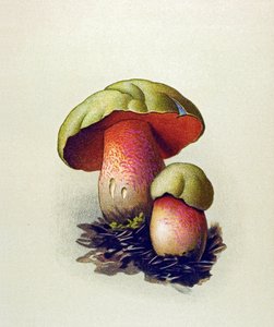 Tablica botaniczna z grzybem toksycznym (żylnym): Podgrzybek (Boletus lupinus) autorstwa Unbekannter Künstler