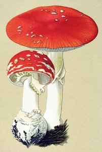 Tablica botaniczna z toksycznym grzybem (jadowity): alanit muchowy (zabija muchy) lub pomarańcza fałszywa (Amanita muscaria) autorstwa Unbekannter Künstler