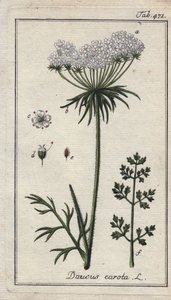 Botaniczne: kwiat marchwi - Kwiaty i liście marchwi, Daucus carota. Ręcznie kolorowany miedzioryt na podstawie rysunku B. Thannera z "Icons plantarum medicinalium" Johannesa Zorna, Niemcy. autorstwa Unbekannter Künstler