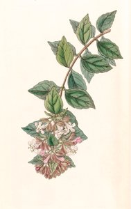 Ilustracja botaniczna/Abelia chinensis/Abelia rupestris/Abelia of China/Abelia Rock autorstwa Unbekannt
