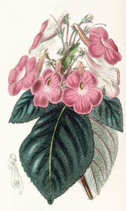 Ilustracja botaniczna/Achimenes grandiflora/Achimene ma duże kwiaty autorstwa Unbekannt