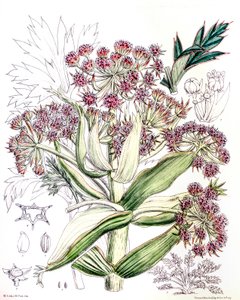 Ilustracja botaniczna/Aciphylla latifolia/Anisotome latifolia/szeroka Aciphyll autorstwa Unbekannt