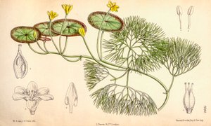 Ilustracja botaniczna/Cabomba aquatica autorstwa Unbekannt