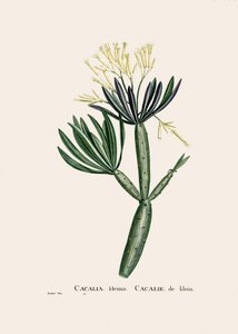 Ilustracja botaniczna/Reduta/Senecio kleinia/Senecon autorstwa William M. Timlin