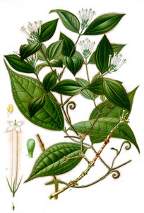 Ilustracja botaniczna/Strychnos toxifera/Curare autorstwa Unbekannt