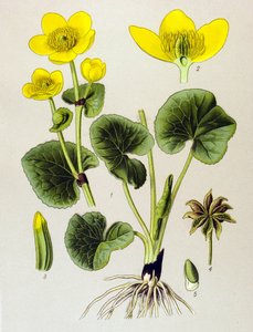 Deska botaniczna. Roślina żylna (toksyczna): populacja bagienna (Caltha palustris) autorstwa Unbekannter Künstler