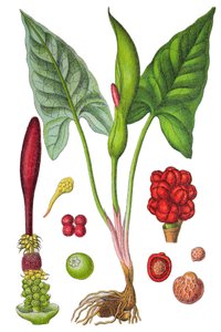 Tabliczka botaniczna: arum plamiste (Arum maculatum), roślina lecznicza, historyczna chromolitografia autorstwa Unbekannter Künstler