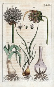 Botanika: por, czosnek, echalote - por, Allium pollum 179, kwiat czosnku, Allium sativum 181, główka czosnku 182 i szalotka, Allium cepa var. aggregatum, ascalonicum autorstwa Unbekannter Künstler