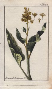 Botanika: liście rabarbaru - Liście rabarbaru, Rheum rhabarbarum. Ręcznie kolorowany miedzioryt na podstawie rysunku B. Thannera z "Icons plantarum medicinalium" Johannesa Zorna, Niemcy. autorstwa Unbekannter Künstler