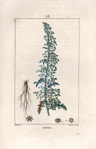 Botris (Chenopodium botrys) - rycina autorstwa Lambert fils, według rysunku Pierre Jean Francois Turpin (1775-1840), z La flore medicale, Chaumeton, Poiret et Chamberet, Paryż 1830 - Gęsiówka jerozolimska, Dysphania botrys - rycina autorstwa Lambert Ju autorstwa Unbekannter Künstler