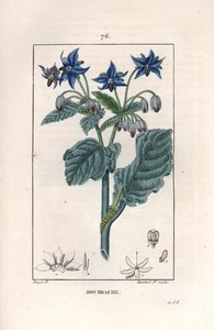 Bourrache officinale - rycina Lamberta fils, według rysunku Pierre