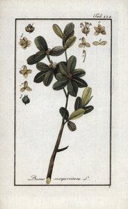 Bukszpan lub jeszcze zielony bukszpan (Buxus sempervirens). Litografia z "Afbeelding der Artseny-Gewassen" Johannesa Zorna (1739-1799), Holandia autorstwa Unbekannter Künstler