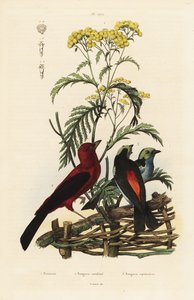 Tanager brazylijski, Rumpocelus Brasilix i Tanager Paradise, Tanger Chilensis autorstwa Unbekannt