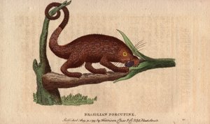 Bresilian epic pork (Coendou prehensilis), pół-lądowa amerykańska epicka wieprzowina z tropikalnych odmian, której ogon prehensile pozwala jej wspinać się na drzewa. Rysunek autorstwa Thomasa Pennanta (1726-1798). Litografia w The Naturalist Pocket Magazin autorstwa Unbekannter Künstler
