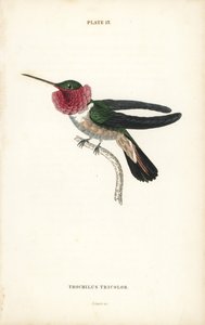 Koliber szerokodzioby, Selasphorus platycercus (koliber trójbarwny, Trochilus tricolor). Ręcznie kolorowana stalowa rycina autorstwa Williama Lizarsa z Sir William Jardine