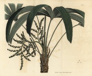 palma szerokolistna, Rhapis excelsa (samce ratan karłowaty naziemny, samiec Rhapis flabelliformis autorstwa Unbekannt