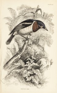 Brązowogardły, Platysteira cyanea (Pokaż tody, Platystera lobata). Ręcznie kolorowany staloryt autorstwa Williama Lizarsa na podstawie ilustracji Williama Swainsona z Naturalist