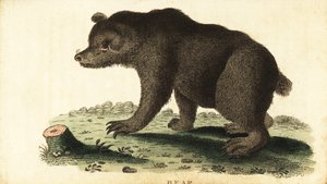 Niedźwiedź brunatny, Ursus arctos., 1800 (rycina) autorstwa Unbekannter Künstler