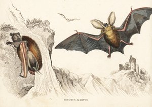 Nietoperz brunatny lub gacek brunatny. Ręcznie kolorowany staloryt z Galerii Historii Naturalnej Georga Friedricha Treitschke, Naturhistorischer Bildersaal des Thierreiches, Liepzig-1842. autorstwa Unbekannter Künstler