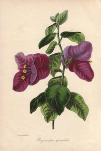 Buginvillaea spectabilis (La bougainvillee lub bugenwilla). Ręcznie kolorowana litografia narysowana przez Samuela Holdena dla Sir Josepha Paxtona w "Magazine of Botany", Londyn, W.S. Orr autorstwa Unbekannter Künstler