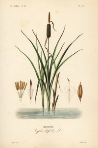 Oczeret zwyczajny lub ożypałka szerokolistna, Typha latifolia, Massette autorstwa Unbekannt