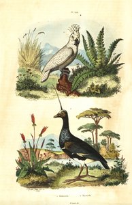 Cacatua galerita, kakadu czubaty siarki i wrzask rogaty, Anhima cornuta Kakatoes et kamichi autorstwa Unbekannt