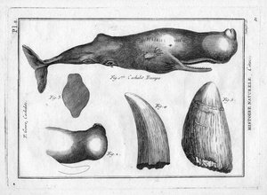 Cachalot trumpo (a trompe) w "Painting Encyclopedique et Methodique des trois Regnes de la Nature" Pierre