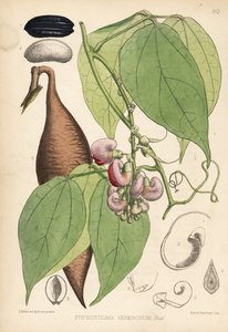 Fasola kalabarska lub fasola ordeal. Physostigma venenosum. Ręcznie kolorowana litografia autorstwa Hanharta na podstawie ilustracji botanicznej Davida Blaira z "Medicinal Plants" Roberta Bentleya i Henry