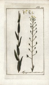 Camelina lub lniany bazard lub sezam z Niemiec (Camelina sativa). Litografia z "Afbeelding der Artseny-Gewassen" Johannesa Zorna (1739-1799), Holandia autorstwa Unbekannter Künstler