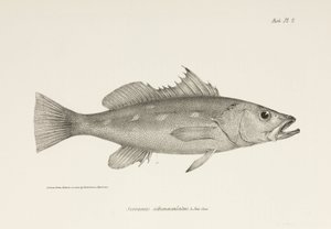 Camotillo, Ocean Spokojny, ok. 1832-1836 autorstwa Unbekannter Künstler