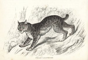 Ryś kanadyjski, Lynx canadensis (Felis canadensis). Ręcznie kolorowana litografia z Galerii Historii Naturalnej Georga Friedricha Treitschke, Naturhistorischer Bildersaal des Thierreiches, Liepzig-1842. autorstwa Unbekannter Künstler