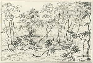 Cannock Chase: rysunek piórem i ołówkiem, bd [?XIX w.] autorstwa Unbekannt