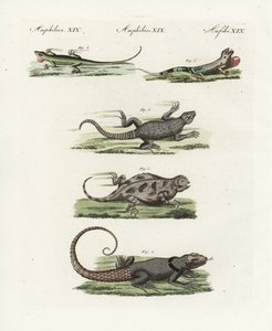 Jaszczurka przylądkowa (saurian afrykański), Cordylus cordylus 1, jerzyk madagaskarski Cuviera (lezard madagaskarski), Oplurus cuvieri 2, jaszczurka górska rogata (lezard a horn), Phrynosoma orbiculare 3, anola jamajska (lezard jamajski), Anolis garmani 4, autorstwa Unbekannter Künstler