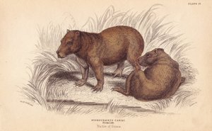 Kapibara, Hydrochoerus hydrochaeris (Hydrochaerus cabiai). Ręcznie kolorowany staloryt Lizarsa na podstawie ilustracji Charlesa Hamiltona Smitha z William Jardine