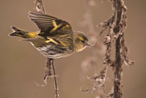 Carduelis spinus/olcha pospolita/czyż zwyczajny autorstwa William M. Timlin