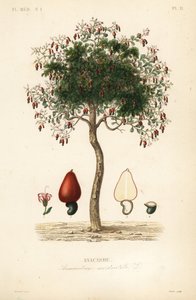 Drzewo nerkowca lub drzewo orzecha nerkowca, Anacardium occidentale, Anacarde autorstwa Unbekannt