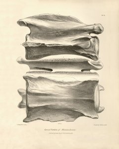 Kręg szyjny Macrauchenia, prehistorycznego zwierzęcia znalezionego przez Karola Darwina podczas jego podróży badawczej na pokładzie statku Beagle. Zoologia podróży H.M.S. Beagle pod dowództwem kapitana Fitzroya w latach 1832-1836, wyd. i uzup. autorstwa Unbekannter Künstler