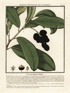 Wawrzyn czereśniowy, Prunus laurocerasus. autorstwa Unbekannter Künstler